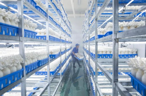 慈溪白玉菇 浙產精品鮮菇的技術賦能與產業崛起